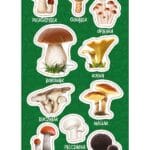 NAKLEJKI PAPIEROWE GRZYBY JADALNE 10160802 wym. blistra 8x15cm*3069*