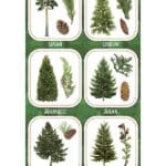 NAKLEJKI PAPIEROWE OWOCE IGLASTYCH DRZEW 10160720 wym. blistra 8x15cm*1935*