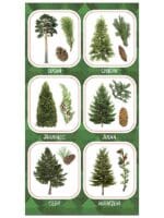 NAKLEJKI PAPIEROWE OWOCE IGLASTYCH DRZEW 10160720 wym. blistra 8x15cm*1935*