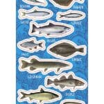 NAKLEJKI PAPIEROWE RYBY BAŁTYCKIE 10160719 wym. blistra 8x15cm*1928*