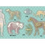 NAKLEJKI PAPIEROWE UKŁAD KOSTNY(szkielety) 10160807 wym. blistra 8x15cm*3106*