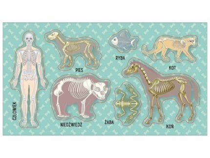 NAKLEJKI PAPIEROWE UKŁAD KOSTNY(szkielety) 10160807 wym. blistra 8x15cm*3106*