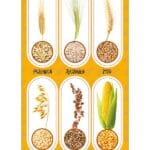 NAKLEJKI PAPIEROWE ZBOŻA 10160806 wym. blistra 8x15cm*3090*