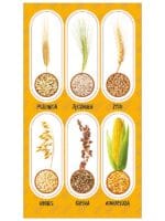 NAKLEJKI PAPIEROWE ZBOŻA 10160806 wym. blistra 8x15cm*3090*