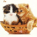 ZESZYT W LINIE A4 40 kartek bez marginesu PIGNA*0411*