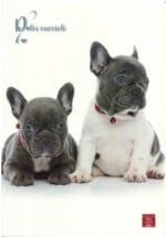 ZESZYT W LINIE A4 40 kartek bez marginesu PIGNA*0411* - obrazek 2