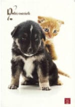 ZESZYT W LINIE A4 40 kartek bez marginesu PIGNA*0411* - obrazek 4